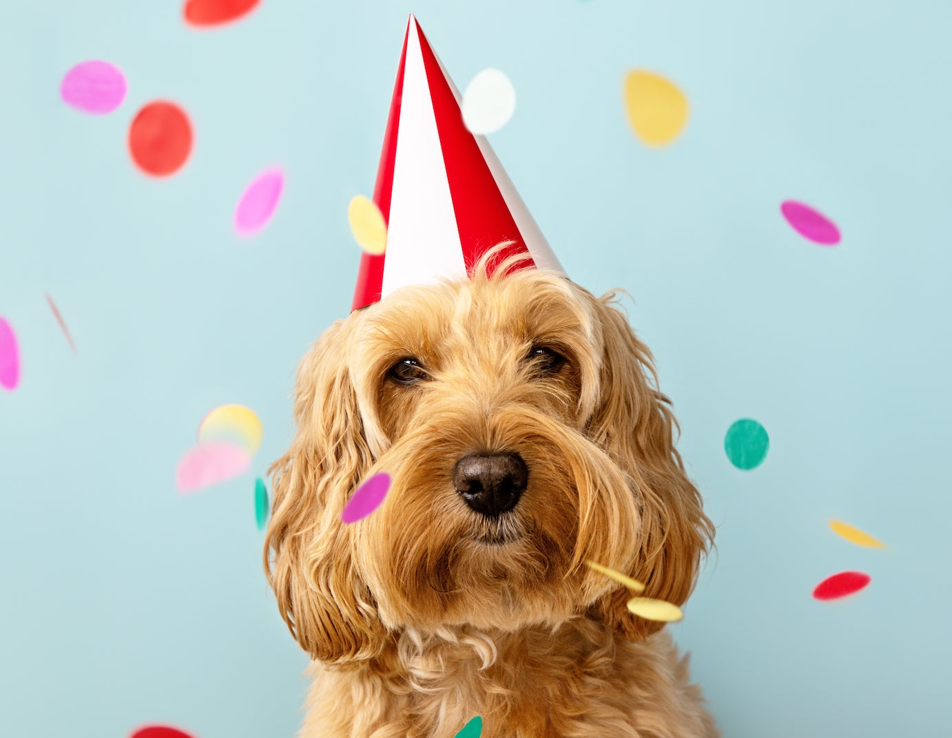 gummi is turning one!
