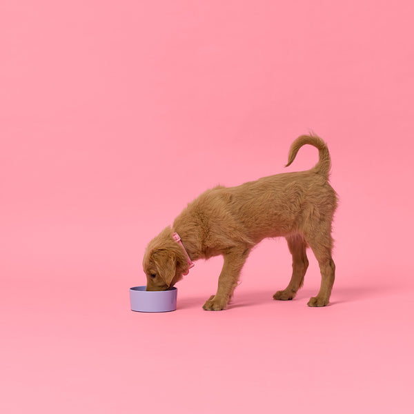 Melamine Dog Bowl - Lilac