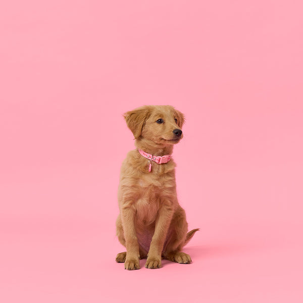 Slick Dog Collar - Pink