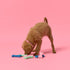 files/03162023_gummi_puppyshoot_31.jpg