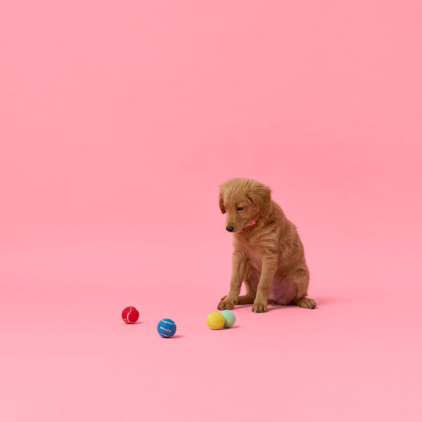 Dog Toy Tennis Balls Pack - Mini