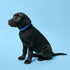Bling Dog Collar - Blue