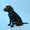 Bling Dog Collar - Blue
