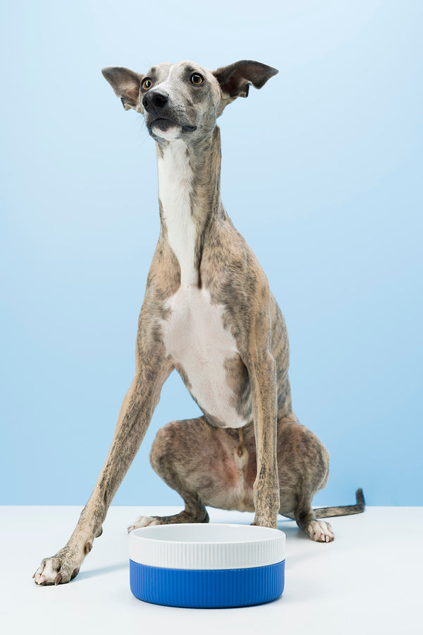 Ceramic Dog Bowl - Blue