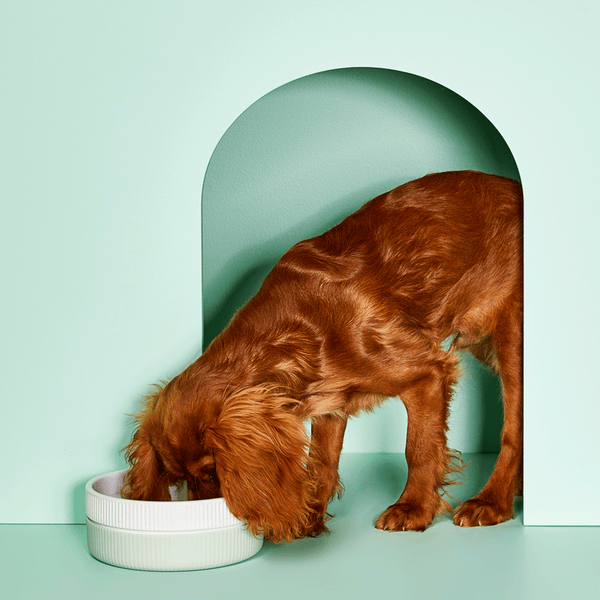Ceramic Dog Bowl - Mint *New Design*