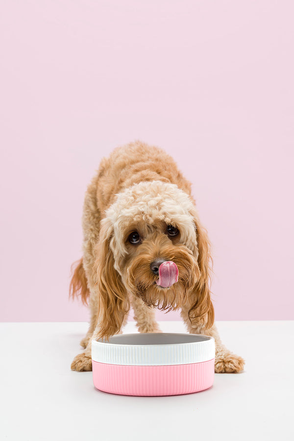 Ceramic Dog Bowl - Pink