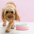 Ceramic Dog Bowl - Pink *New Design*
