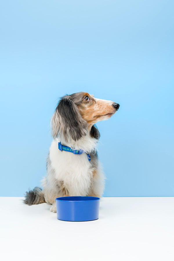 Melamine Dog Bowl - Blue