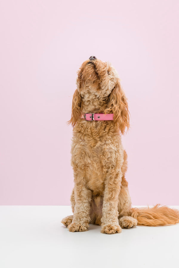 Bling Dog Collar - Pink