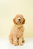 Bling Dog Collar - Yellow