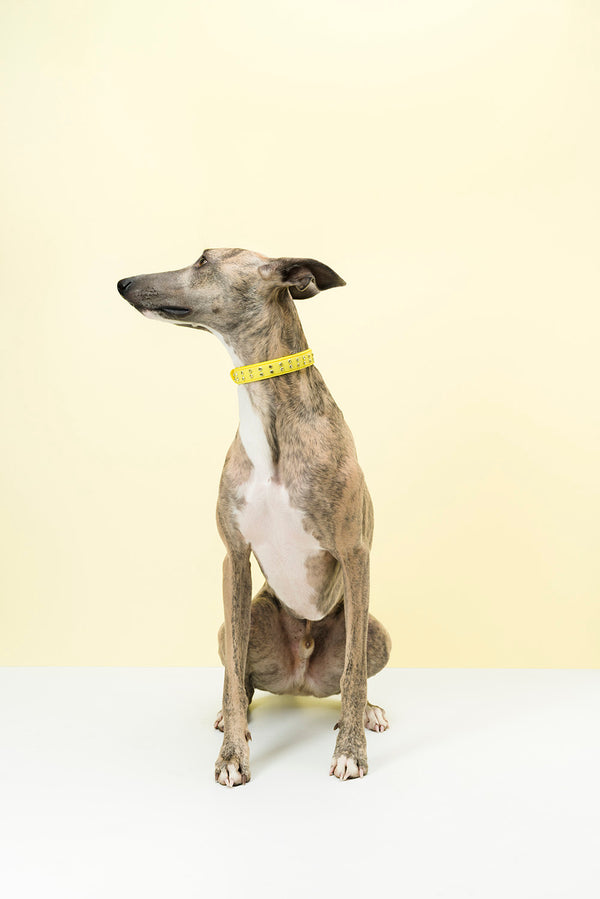 Bling Dog Collar - Yellow