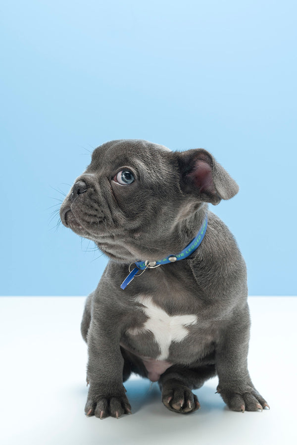 Slick Dog Collar - Blue