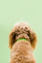 Slick Dog Collar - Green