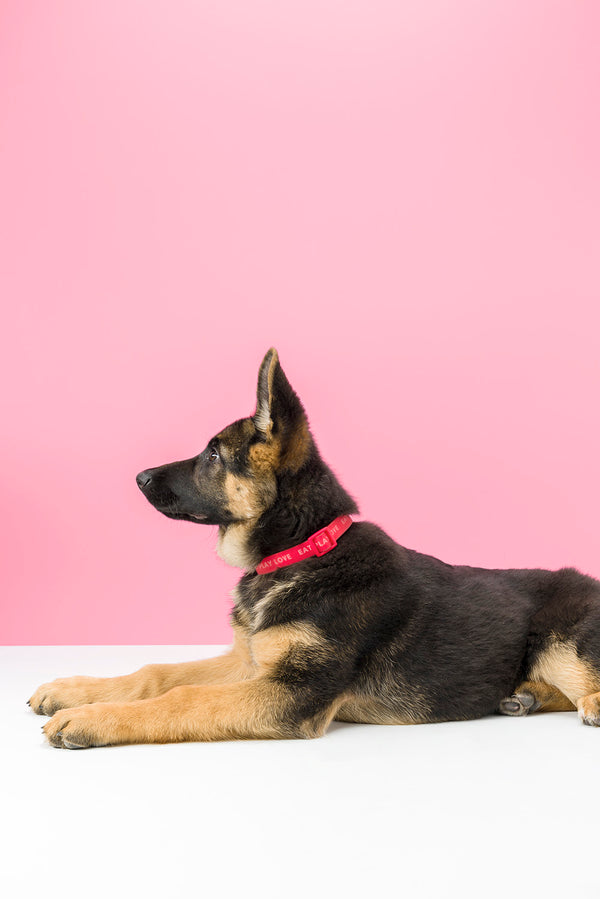 Slick Dog Collar - Red