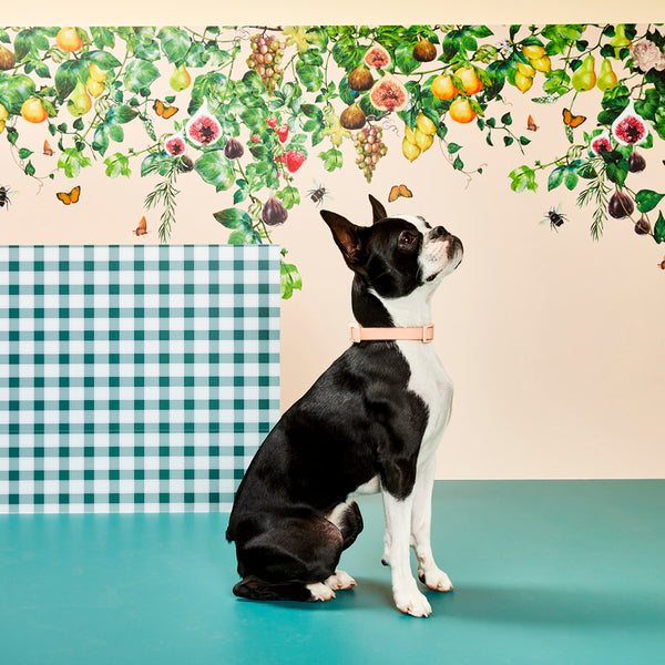 gummi x The Commons Slick Dog Collar - Peach