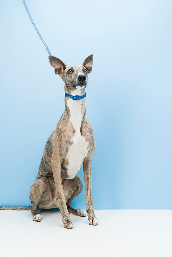 Slick Dog Lead - Blue