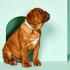 Slick Dog Collar - Mint