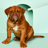 products/PetCulture_LETEM4.png
