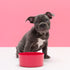Melamine Dog Bowl - Red
